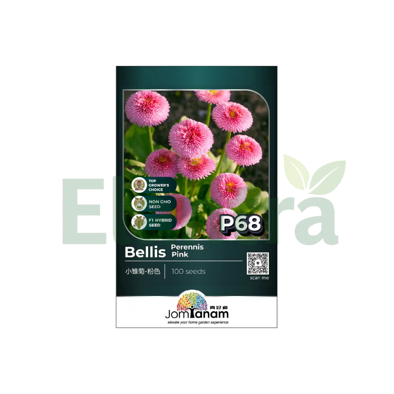 P68 BELLIS PERENNIS PINK